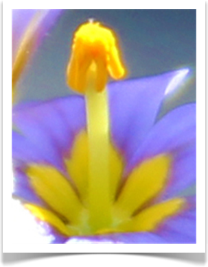 The Pictures of Flowers